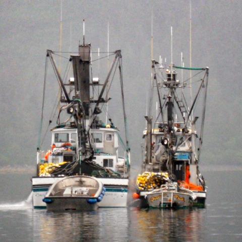 At Prince William Sound in Alaska, purse seiners – fishing boats that use a wide net to capture schools of salmon – are moored waiting to make another catch.