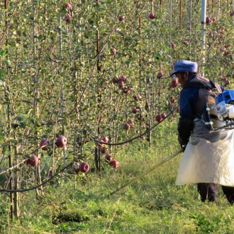 As firms buy up land for apple orchards, former Chinese smallholders may find themselves working for wages on land they once farmed themselves.