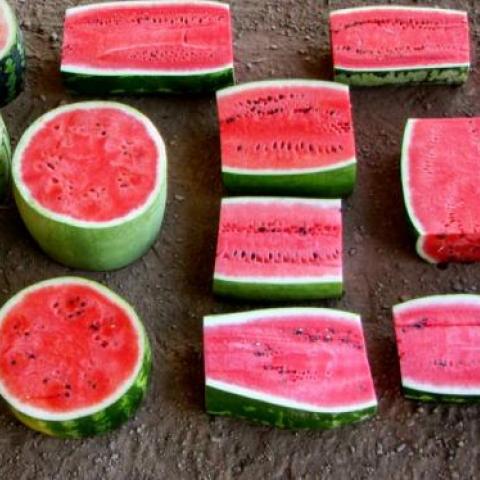 Researchers from the Boyce Thompson Institute have taken a comprehensive look at the genomes of all seven species of watermelon, creating a resource that could help plant breeders find wild watermelon genes that provide resistance to pests, diseases, drought and other hardships. Photo provided