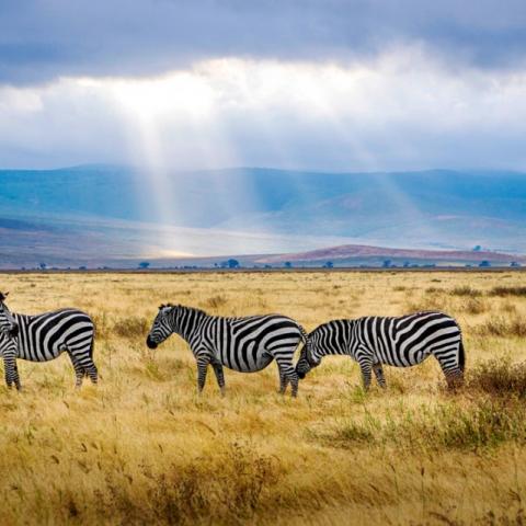 The world is on the move, and Cornell faculty members are seeking answers to questions related to that movement with help from Cornell’s first Migrations grants, awarded by the Global Grand Challenge initiative through the Office of the Vice Provost for International Affairs.