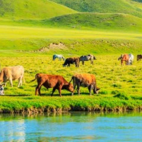 cows graze in a field in China