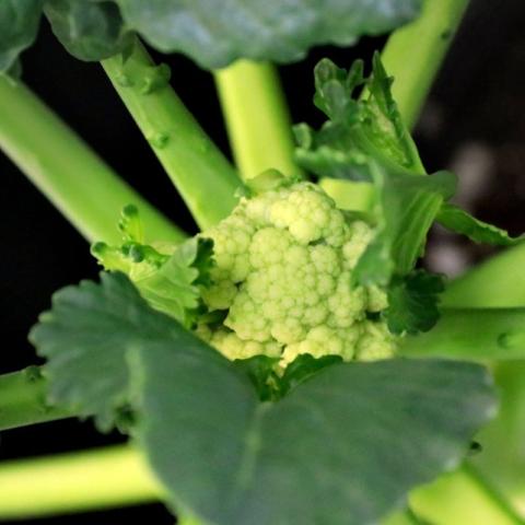 The head of a broccoli plant grown at 82 degrees Fahrenheit more closely resembles cauliflower.