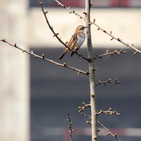 Dusky Thrush sits on a thin branch with a concrete building in the background
