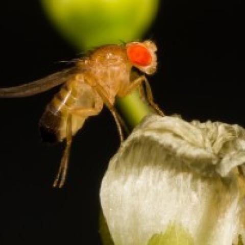 fruit fly