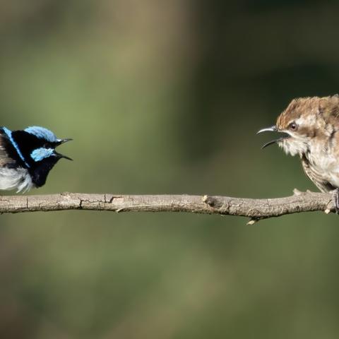 Superb Fairywren and Horsfield’s Bronze-Cuckoo